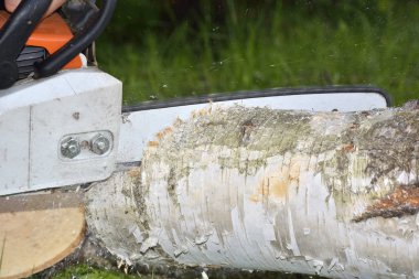 adam elektrikli testere ile ağaç keser