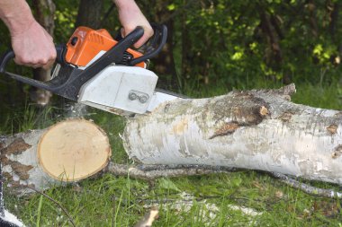 adam elektrikli testere ile ağaç keser