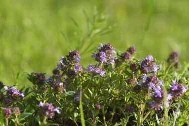 Thymus serpyllum, Breckland kekik, kekik veya sürünen kekik