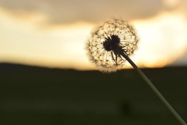 gün batımı ve solmuş karahindiba