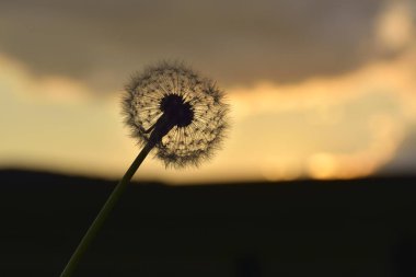 gün batımı ve solmuş karahindiba