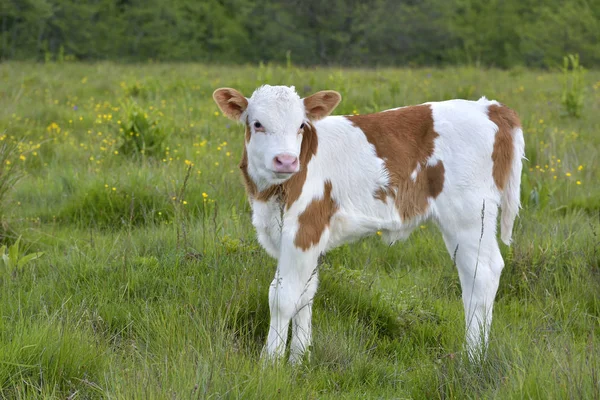 Vacker liten kalv i grönt gräs — Stockfoto