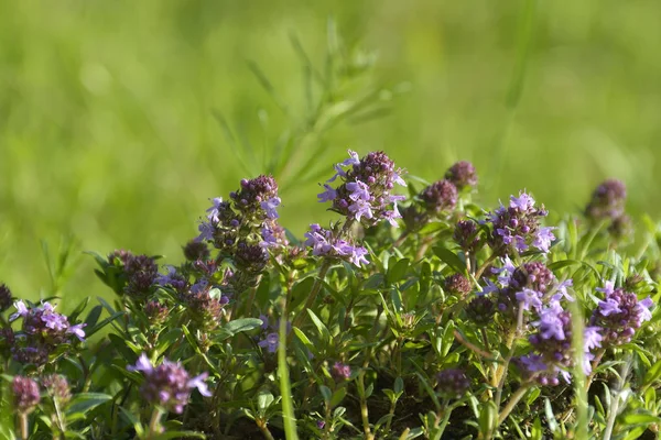 Thymus serpyllum, Breckland kekik, kekik veya sürünen kekik