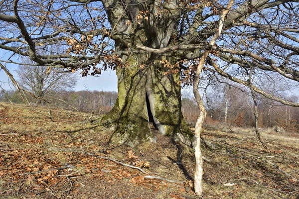 Pohon berongga di hutan, ditutupi dengan lumut — Stok Foto