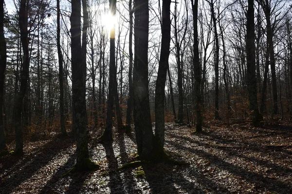 Indah pemandangan pagi di hutan dengan sinar matahari dan bayangan panjang — Stok Foto