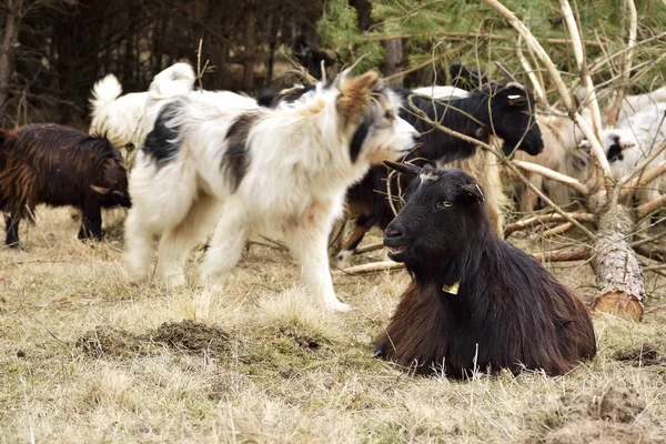 The newborn laying goat on nature — Stock Photo, Image