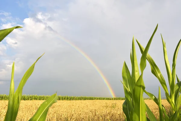 Arco-íris sobre um campo durante o verão — Fotografia de Stock