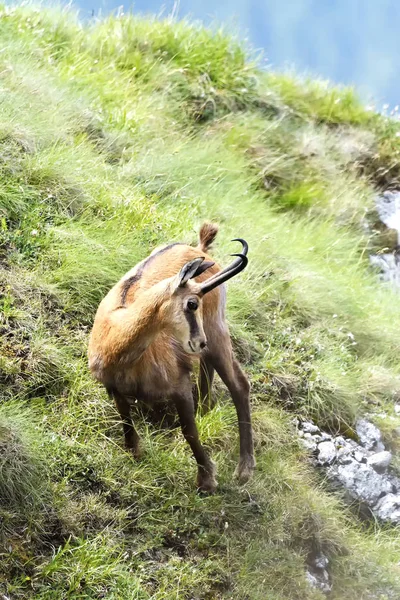 Chamois (Rupicapra rupicapra) en hábitat natural — Foto de Stock