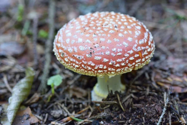 森林里的红蘑菇/毒菌 — 图库照片