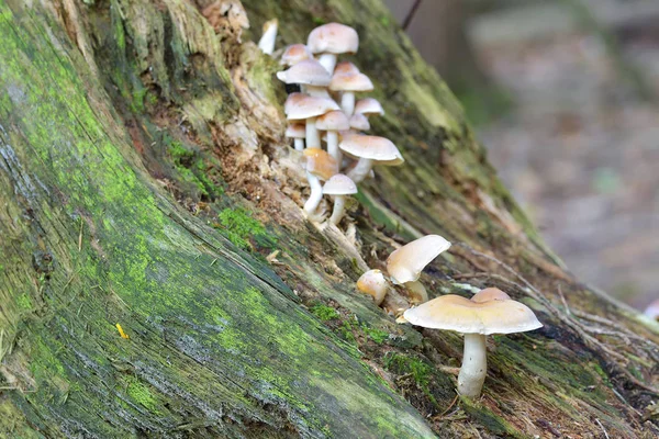 在绿色苔藓树桩上的树桩上的蘑菇 — 图库照片