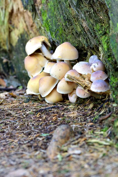 在绿色苔藓树桩上的树桩上的蘑菇 — 图库照片