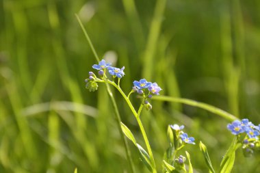küçük mavi unutma
