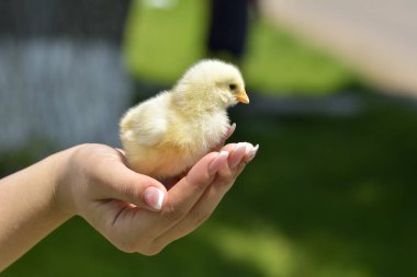 Küçük bir tavuk için el ele tutuşun.