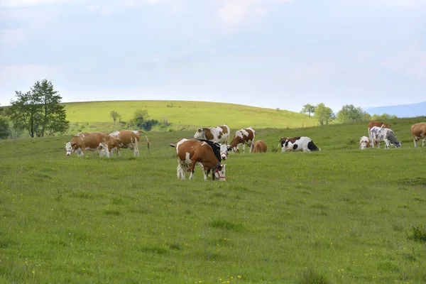 Cows on green field — Stock Photo, Image