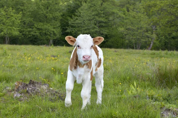 Schönes kleines Kalb im grünen Gras — Stockfoto