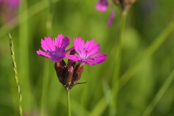 야생 꽃, Carthusian 핑크 (Dianthus carthusianorum ) — 스톡 사진