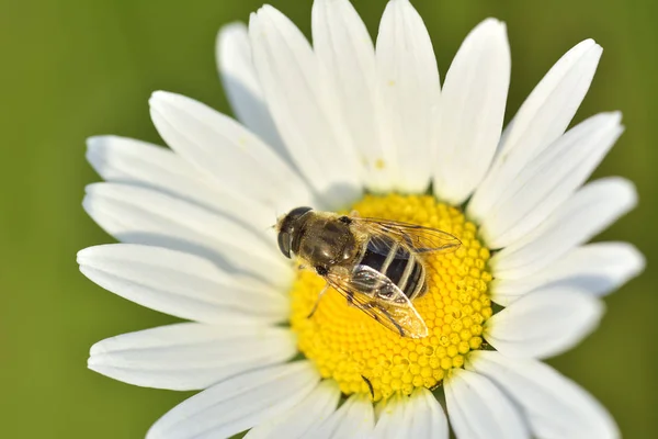 La abeja sobre la manzanilla recogiendo la miel — Foto de Stock