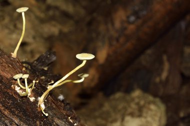 mağarada mantar büyüme