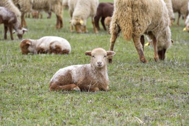 yeşil çayır üzerinde küçük kuzu
