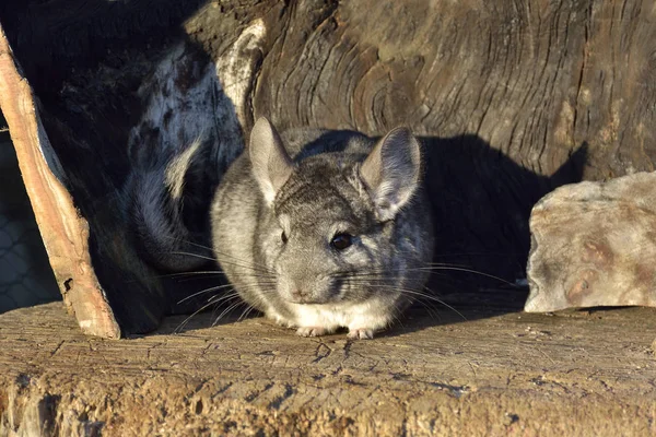 Chinchilla gris sur un fond de bois extérieur — Photo