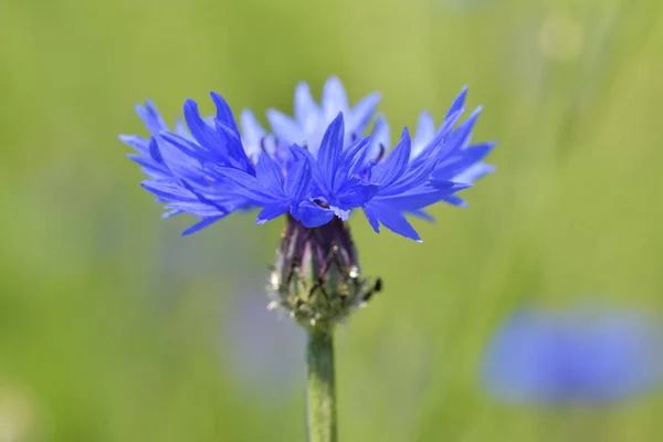 아름 다운 야생화 cornflowers — 스톡 사진