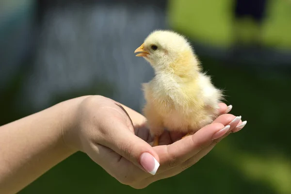Hand hold caring for a small chicken — Stock Photo, Image