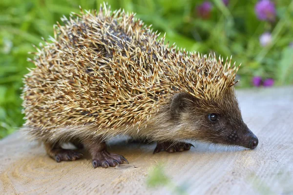 Hérisson d'Europe occidentale (Erinaceus europaeus) dans le jardin — Photo