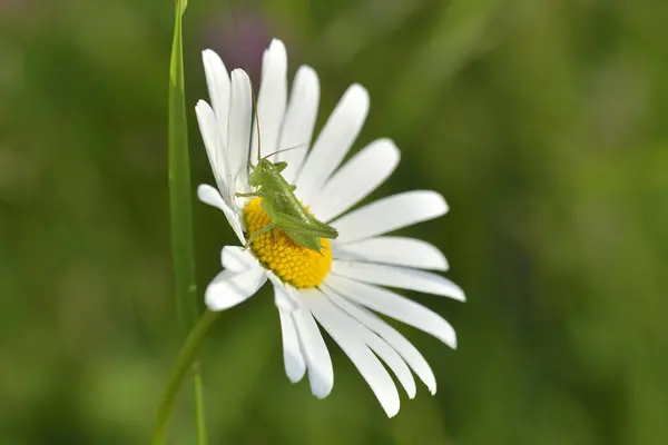 Grasshopper z stokrotka kwiat z bliska — Zdjęcie stockowe