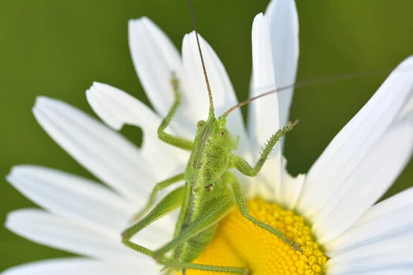 Close up grasshopper with daisy flower — Stock Photo, Image