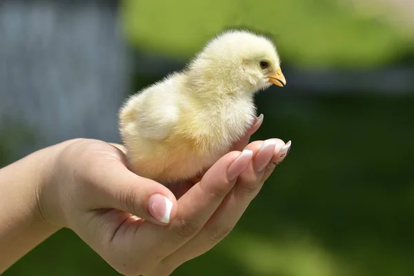 Hand in Hand für ein kleines Huhn — Stockfoto