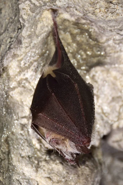 Büyük nalburunlu yarasa (Rhinolophus ferrumequinum) — Stok fotoğraf