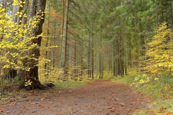 Gang musim gugur. Hutan cerah musim gugur lansekap-baris musim gugur pohon kuning di bawah sinar matahari musim gugur — Stok Foto