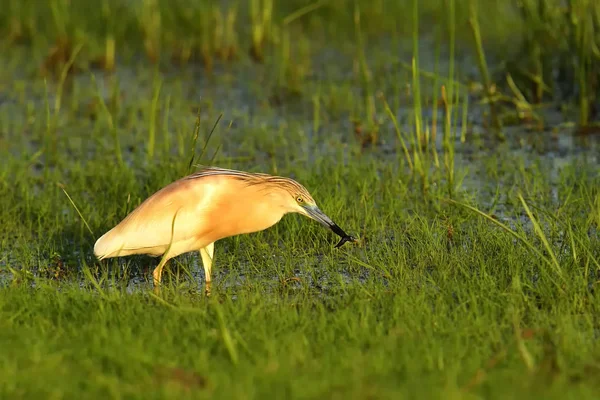 Squacco heron nära reed i Donaudeltat — Stockfoto