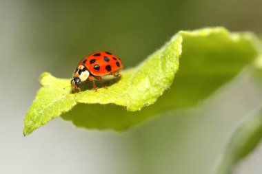 üzerindeki yaprak böceği