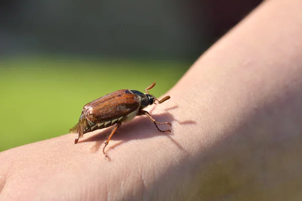 The Cockchafer on hand — Stock Photo, Image