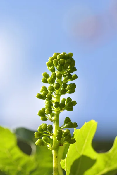 Cultivando uvas biológicas no verão — Fotografia de Stock