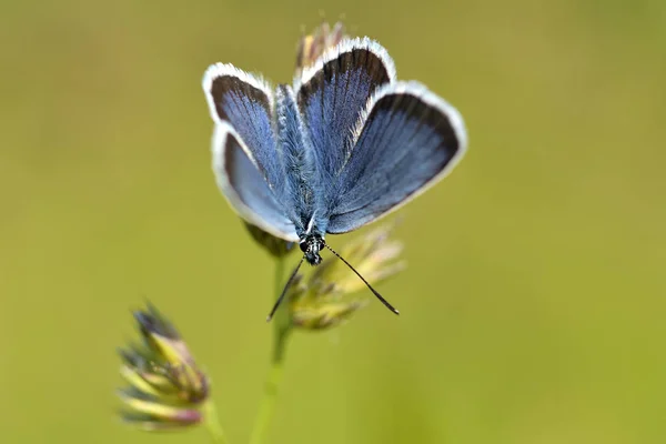 Borboleta azul comum - polyommatus icarus — Fotografia de Stock