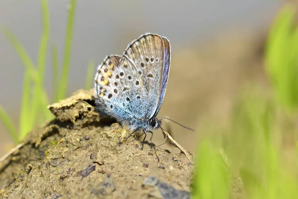 Borboleta azul comum - polyommatus icarus — Fotografia de Stock