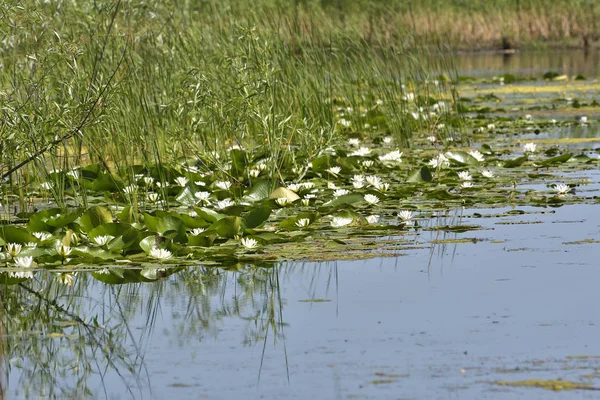 Waterlelies landschap in Roemenië — Stockfoto