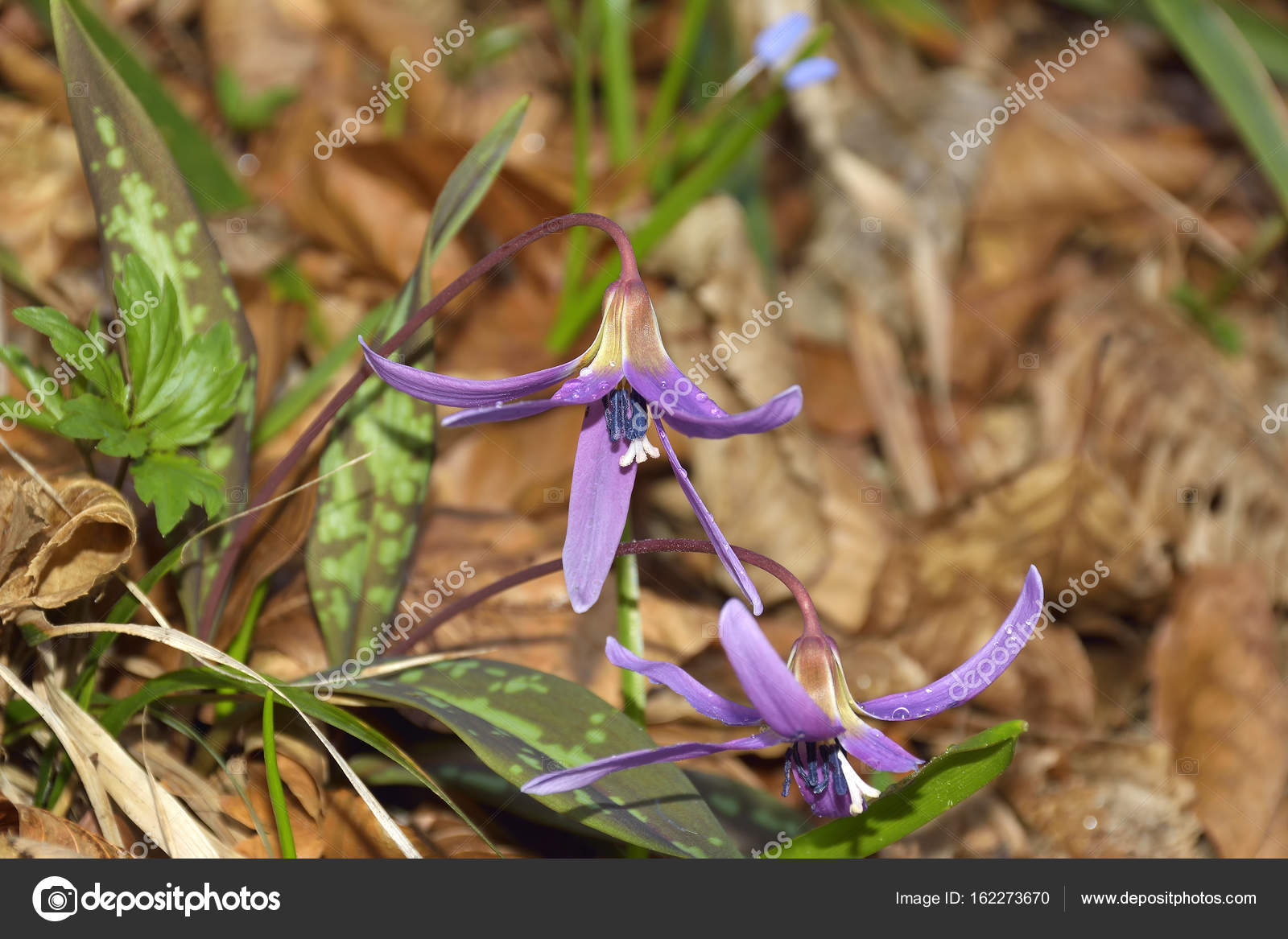 Pink Wild Flower Dog S Tooth Violet Or Dogtooth Violet Erythronium Dens Canis Pink Bloom In The Autumn Orange Leaves Spring Flower Stock Photo Image By C Brszattila Gmail Com Pink Wild Flower Dog S Tooth Violet Or Dogtooth Violet Erythronium Dens Canis Pink Bloom In The Autumn Orange Leaves Spring Flower Stock Photo Image By C Brszattila Gmail Com
