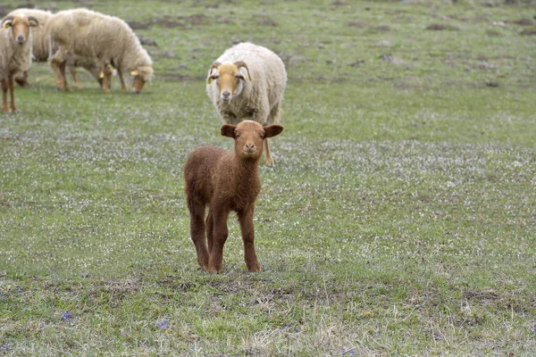 在绿色的草原上的小羊羔 — 图库照片