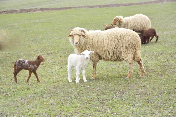 Petits agneaux sur prairie verte — Photo