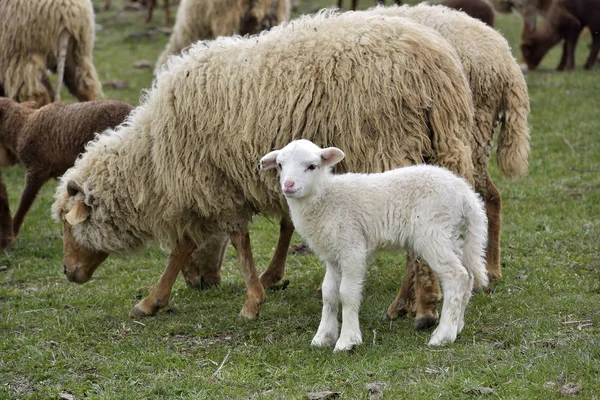 Little lambs on green meadow — Stock Photo, Image