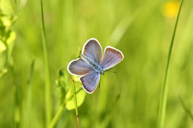 Genel Mavi Kelebek - Polyommatus icarus