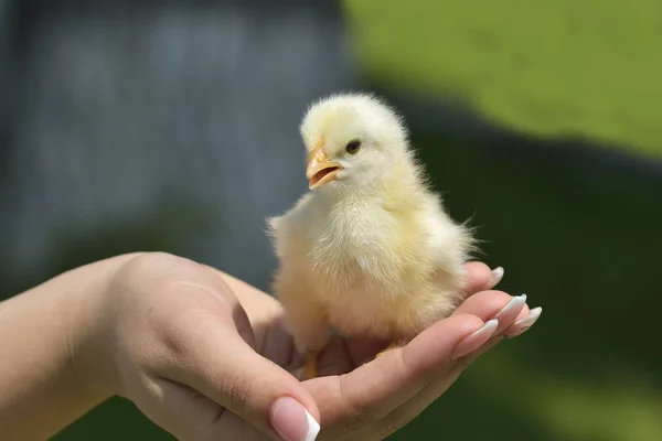 Dłoń trzymać opiekę nad małym kurczakiem — Zdjęcie stockowe