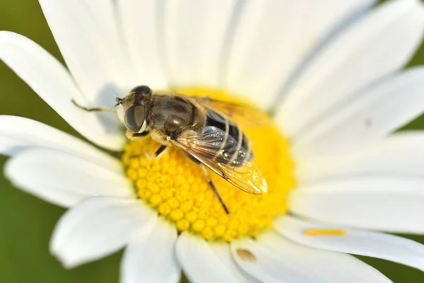 Pszczoła na rumianek zbieranie miodu — Zdjęcie stockowe