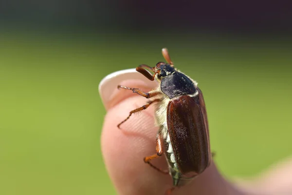 El Cockchafer en la mano — Foto de Stock