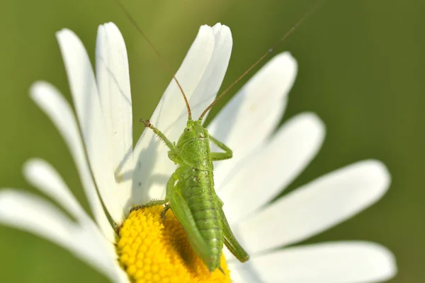 Close up grasshopper with daisy flower — Stock Photo, Image