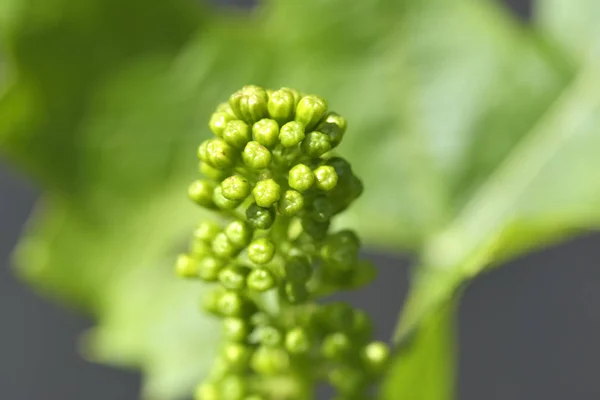 Cultivando uvas biológicas no verão — Fotografia de Stock