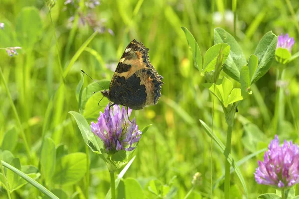 Buterfly jardim rosa flor — Fotografia de Stock